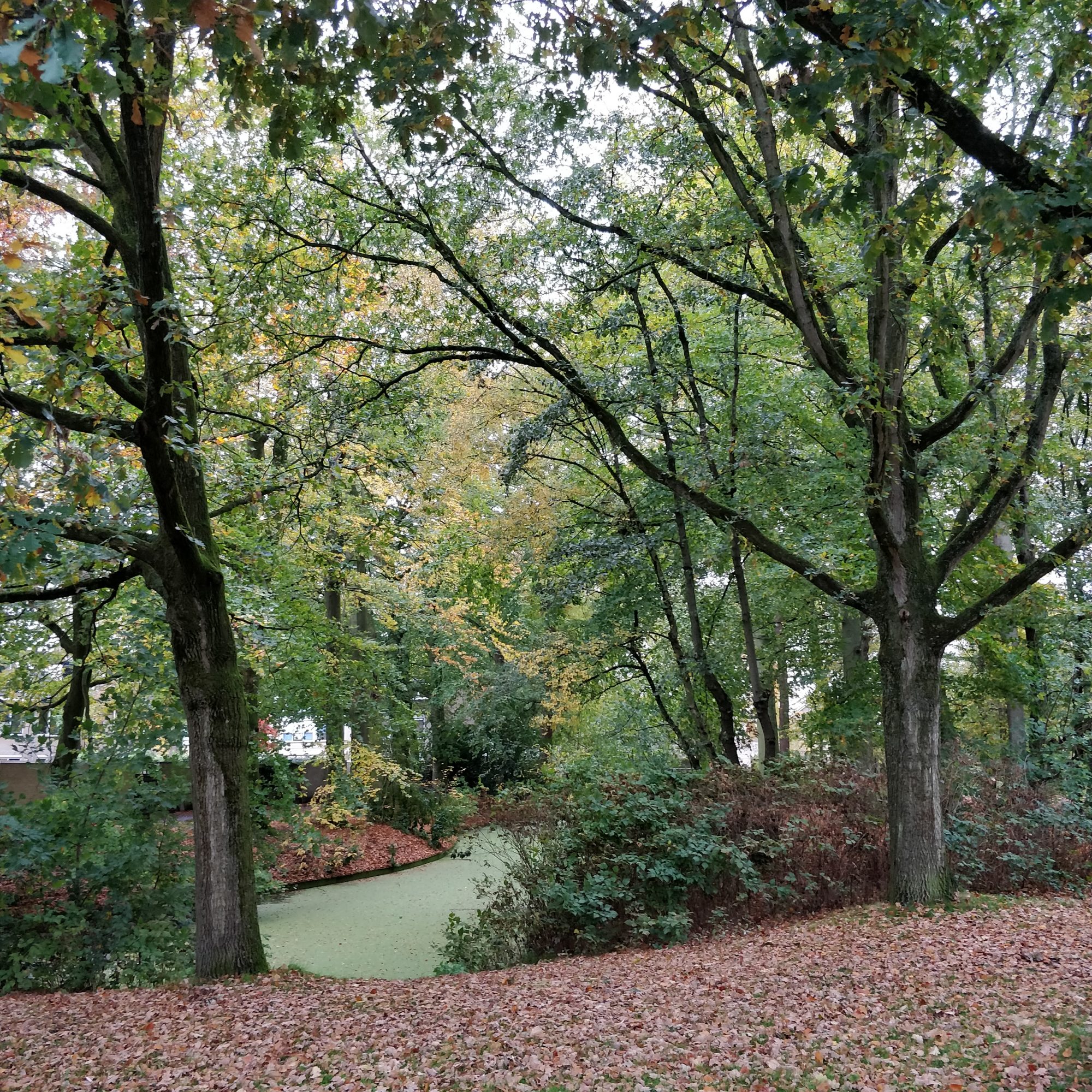 Van dik hout zaagt men...
