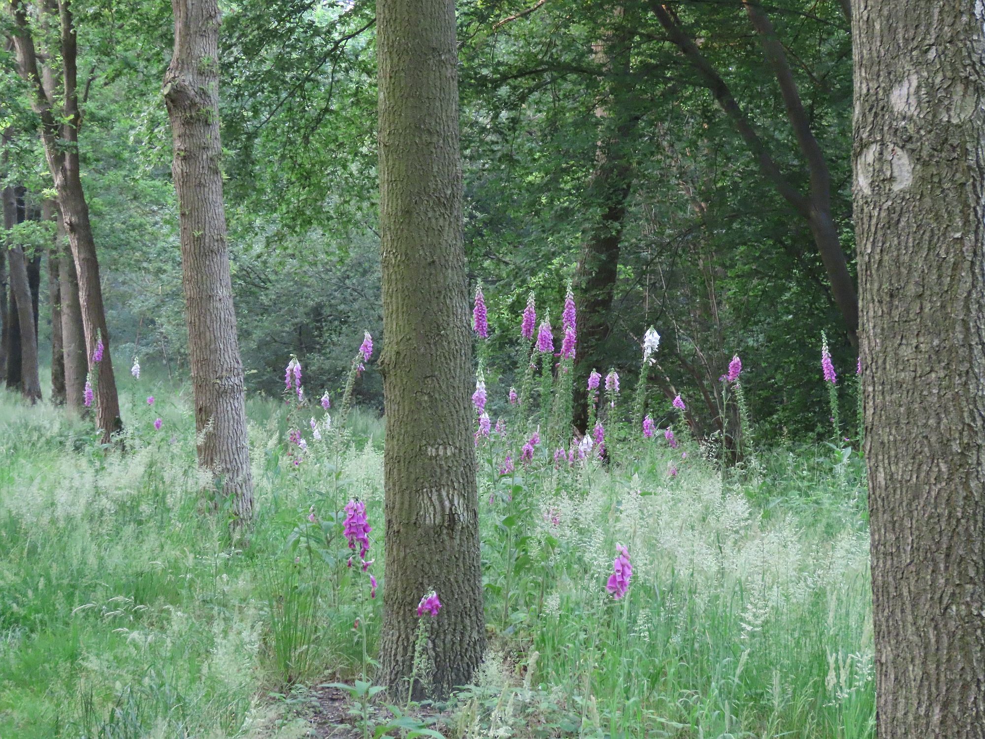 Bomenwerkgroep