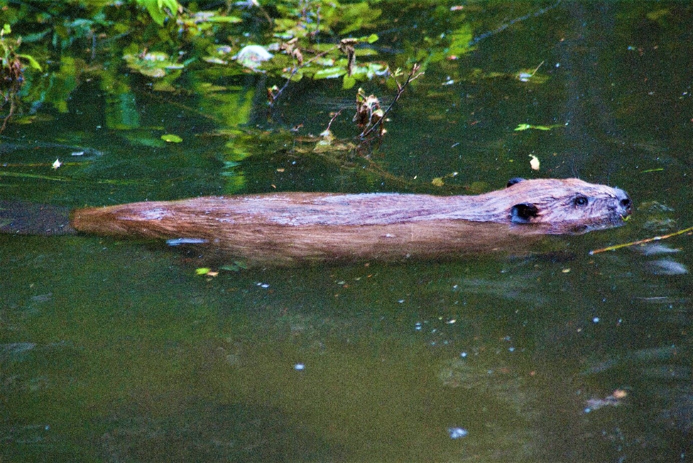 De bever - KNNV | Afdeling Zeist, Heuvelrug en Kromme Rijn